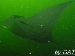 裏切りのカリブ海～トリニダード・トバゴでDIVE！～