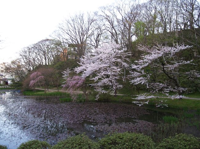 　秋田市内の中心街近くに久保田城址があり、今では千秋公園となっている。桜の名所のように宣伝されているが、それは旅行会社の策略であり、東京から行く花見客なら誰も満足はしないだろう。夜桜見物にライトアップされることと露天が並ぶことを除けば、この程度の染井吉野の桜は何処にでもある。久保田城址と言っても石垣がある訳でもなく、平成になってから、表門と訳の分からない鉄筋コンクリート4層の御隅櫓が建てられた。表門は木造でそれらしいが、土塁上に建つ4層の御隅櫓は史実通りに2層隅櫓にすべきところがどういう訳か4層になってしまった。城跡が史跡に指定されていないので何でもできるのであろう。日本100名城になっているのもおかしなものだ。<br />　秋田の街は朝の散歩もままならない。千秋公園はつまらなく、雰囲気がない。強いていえば、久保田城址に残るお堀端と旭川沿いくらいのものだ。それでも春の桜のシーズンに秋田市内のホテルを利用するツアーは、旅行会社が夏の秋田竿燈まつりへの顔繋ぎのためにやっているものだろうと勘ぐってしまう。一度行ったら文字通り飽きてしまう、そんな街が秋田である。<br />(表紙写真は久保田城址のお堀端)