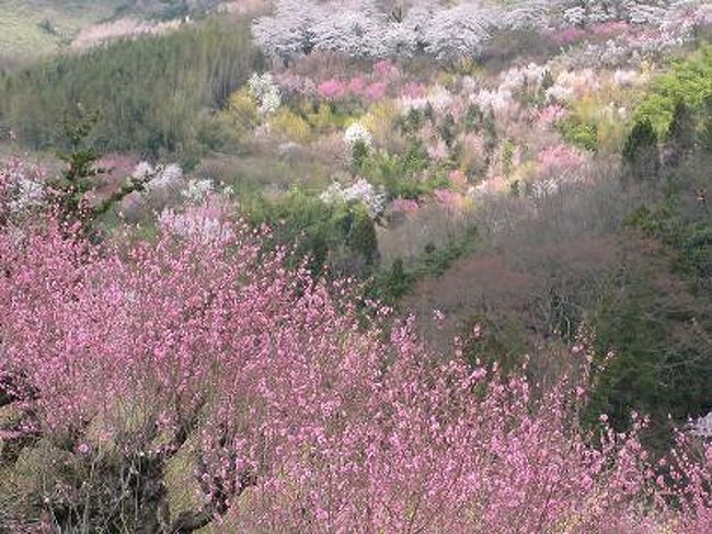 年々観光客が増加中の花見山だが、桜と桃などが満開を向かえた今日も、ものすごい人出だった。<br /><br />花見山とは、花木農家の阿部氏が自宅の敷地を無料で開放しているのだが、故秋山正太郎が写真集を出版して以来、全国的な大ブームを巻き起こしてしまったところである。