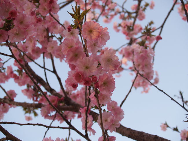 　能代から秋田に向かう途中に日本国花苑はある。秋田の桜で忘れてはいけないのが日本国花苑の手前にある八郎潟干拓地に連なる菜の花ロードの桜並木であろう。道の両側におよそ15kmに渡って桜並木が続いている。ここの桜並木の特徴は何kmかおきに桜の種類が変わることと、何と言っても根が海面下に張っていることだろう。小高い堤や城山などの小山に桜並木は多く見かけるが、海抜0m以下の地に生えた桜はここだけかも知れない。<br />　日本国花苑へは、少し寄り道して菜の花ロードの桜並木を通ってから行くものだから、期待外れになってしまう。色々な種類の桜が植えられてあり、まあ植物園のような感じだ。綺麗に咲いた八重桜が素晴しかった。<br />（表紙写真は日本国花苑に咲く八重桜）