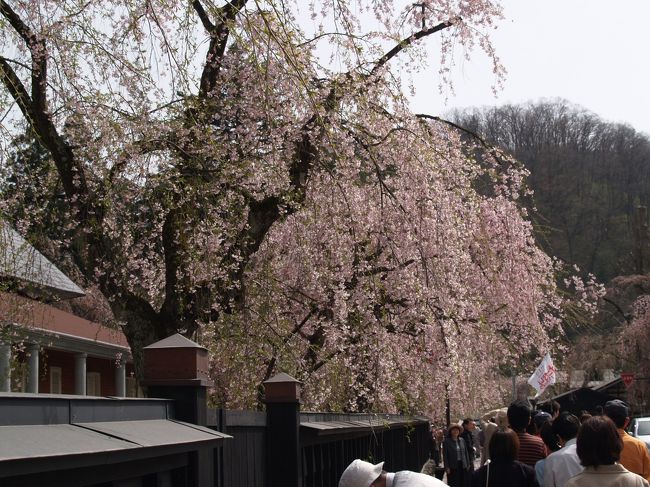 　角館の武家屋敷通りの枝垂れ桜も咲いている。昨年はNHKの「おーい日本 私の好きな秋田県」の生放送中であり、特設ステージが造られていた角館小学校跡地は、今は良く整備され、「角館町武家屋敷通り」と命名されて公園になっている。ここが団体の記念撮影場所にもなっている。<br />　今回は青柳家と石黒家をお邪魔させて頂いた。　<br />　青柳家へは西郷隆盛の写真を見にこれまでに何度か訪れている。しかし、今は西郷隆盛の写真ではないらしいということで展示から外されていた。高々130年前の明治10年の西南戦争まで生きていた明治維新の立役者の顔も定かではないとは情けないことだ。坂本竜馬のように何枚かの写真を残していれば、実績のある西郷の方がその書と供によほど売れていたことであろうか。<br />　石黒家のお内裏さまとお雛さまの一対の雛人形も武家の雛人形らしい風格があったが、武者人形（五月人形）もやはり目を引いた。石黒家には杉田玄白訳「解体新書」（ 安永3年 (1774年)刊行）の初版本がガラスケースの中に展示されていた。図版(解体図)を描いた絵師（小田野直武）がここ角館の出身であり、そうした関係からなのであろうか、初版本があるのだ。若狭小浜と羽後角館が230年前の江戸時代に関係があったのは少し驚きだ。<br />　後で分かったのだが、平賀源内が、安永3年（1774年）正月に杉田玄白宅を訪問し、「解体新書」の本文の翻訳がほぼ完成し、玄白が解剖図の画家を捜しているというので、久保田藩北家角館の武士で画家でもあった小田野直武を紹介したのだという。<br />（表紙写真は角館武家屋敷通り角館樺細工伝承館前の枝垂れ桜）