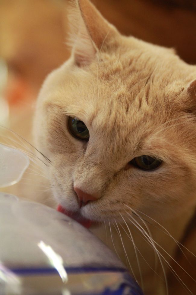 先月は京都の猫カフェに行って来たのですが、大阪にも猫カフェを発見、しかも家から地下鉄を使って10数分で行ける所に!<br /><br />というわけで、さっそく行ってみました。<br /><br /><br />◎ 猫の時間<br /><br />住所 大阪市北区天神橋4−8−8第2平川ビル3F(近々移転予定)<br />電話番号 06−4801−0224<br />営業時間 平日 11:00〜23:00<br /> 土祝 10:00〜23:00<br /> 日曜 10:00〜19:00<br />定休日 なし<br /><br />おまけ↓↓↓<br />http://yaplog.jp/awamoko/archive/208<br /><br />前回の旅行記↓<br />◎ にゃんこと戯れる癒しの空間 「猫カフェ ねこ会議」<br />2010/05/22<br />http://4travel.jp/traveler/minikuma/album/10462412/