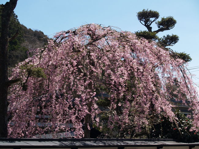 　今年の角館の桜見は好天にも恵まれ、桜も満開になった。こうなると武家屋敷通りは人混で、町屋の方に足を伸ばした。雑踏から逃れられ、それでいて町屋の方にも武家屋敷が散在し、枝垂れ桜もある。<br />　黒塀を直している武家屋敷の前にはお店が建ち、何とピンク系の色合いだ。ラブホテルではあるまいし、こうした派手な色合いは町の雰囲気には馴染まない。町並み保存の話合いが持たれていないのであろうか、信じられないことである。また、角館に観光客が多くくるようになったからと言ってこうした町並みにそぐわないお店の外観にしてしまう方もしまう方だ、理解に苦しむ。「みちのくの小京都」角館は桜だけではない。古い武家屋敷があることも観光の立地条件になっているのは言うまでもない。こうしたお店が増えると逆に観光客の足が遠のいていくことになる。<br />（表紙写真は安藤醸造元前のお屋敷の紅枝垂れ桜）