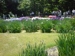 皇居花便り（菖蒲編)