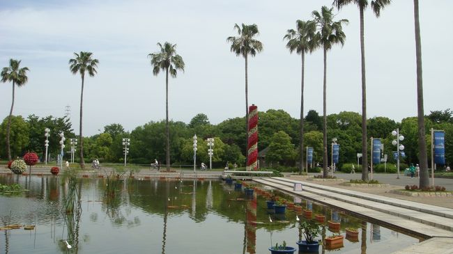 1時間後にゴンママが同窓会へ行く。<br /><br />それまでは、ゴンちゃんを見てくれると云うので、久しぶりにバラ園か日本庭園か国際庭園と思ったが、10時には咲くやこの花館へ入り、ヒマラヤの青いケシ花を見なくては。<br />急ぐと炎天下で汗が流れる。<br />30分間では、大池の向こう側に行くのは無理だろう。<br />近くを散策しながら、10時には咲くやこの花館へ行くことにした。