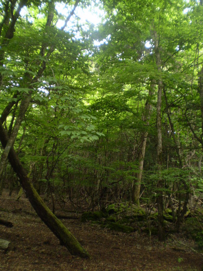 青木ヶ原樹海と田貫湖周辺 静岡県の旅行記 ブログ By ちゃむさん フォートラベル 青木ヶ原樹海と田貫湖周辺 静岡県の旅行記 ブログ By ちゃむさん フォートラベル