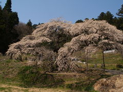 福島県小野町の桜