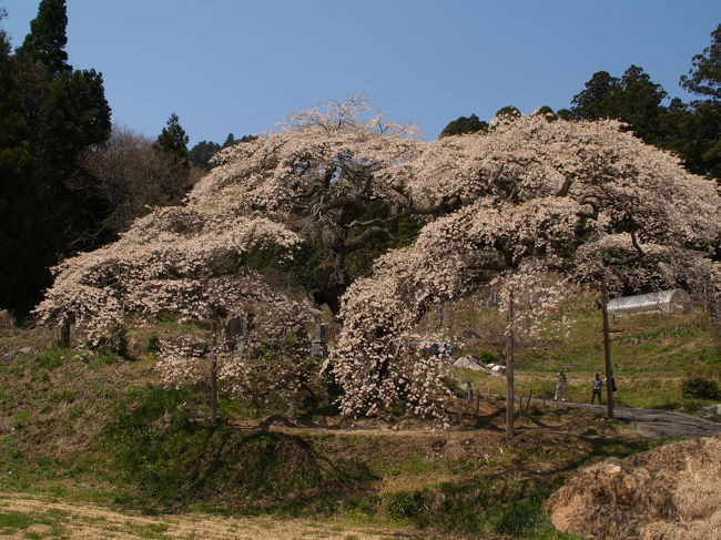 　磐越自動車道のいわきJTCから郡山JTCの間には川沿いの桜並木が長く続き気になっていた。福島県小野町にある夏井川千本桜である。一度桜見に降りてみた。<br />　護岸工事された夏井川堤の上には両岸3km以上にわたって桜が植えられ、並木になっている。昭和46年（1971年）3月に移植したもので樹齢40年くらいの木に育って見頃だ。堤横に駐車場が設けられ、堤の上には店が立ち、地元産のものを売っている。その中の大福餅を買って食べた。<br />　ここ小野町も小野小町生誕伝説の地である。この町の人たちは桜好きなのであろう、家の裏山などにも枝垂れ桜を植えている。さりげない場所でも枝垂れ桜を見ることができるのはやはり贅沢であろう。枝を広げる観音桜も見事であった。<br />（表紙写真は観音桜）