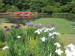 花菖蒲とサツキが美しい皇居東御苑を訪問する