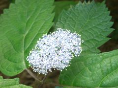 オグラスに小紫陽花咲く　　