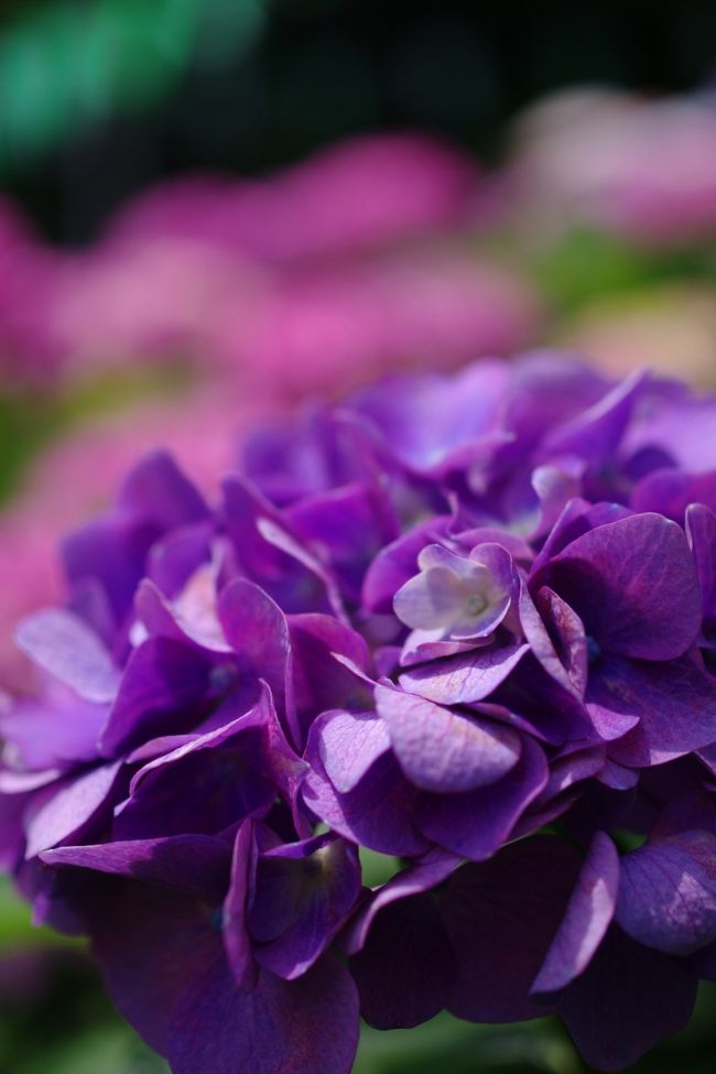文京区白山にある、白山神社。<br />アジサイの名所らしいけど、今まで知りませんでした。<br />6月13日（日）まで紫陽花祭りが開催されており、かなりの人が出てました。<br /><br />紫陽花＝鎌倉！ってイメージあったけど、近くでも綺麗な紫陽花の名所があったんですね〜。<br />それに拝観料ナシっていうのが嬉しい♪♪<br />下町の地元に愛されてる神社って感じです。<br /><br />今回はマクロレンズ DA Limited 35mm　を持って行きました。初めての単焦点レンズでしたが、ちょっと難しかった・・・