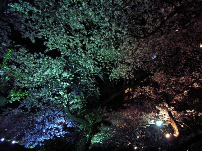 都内でライトアップされる夜桜スポット、千鳥ヶ淵。<br />ないものは酒だけ、という、お散歩コース（立ち止まって飲み食いは禁止）な場所だが、それでも行く価値がある、素敵な場所。<br />九段下から、降りてすぐ。<br /><br />しかし、エリアの区分は、本当に狭いなぁ。<br />なんだか、「その他東京２３区」ばかり選択している気がする。皇居ですら「その他東京２３区」ですよ、ええ。そのうち、また変わるのかなぁ。<br /><br />今回の夜桜は、<br />2004/03/31, 2006/04/03, 2007/03/29, 2009/04/01 の四日間のをまとめてます。<br />ただでさえネタが多いので、あんまり分けたくない、というのが実情。お気に召されない方には、どうもすみません。<br />