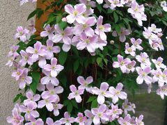 北杜-10　大泉の花を愛でミラベルで喫茶　☆いずみきのこ園にも