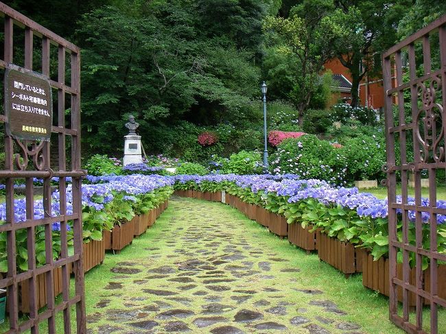 シーボルトが日本の妻の名前「お滝さん」にちなんで、アジサイの品種の一つに「おたくさ」と名づけたことから、アジサイは長崎市の市花に指定されています。<br />毎年、ながさき紫陽花（おたくさ）まつりの期間中（今年は5月22日〜6月13日）には、眼鏡橋周辺、シーボルト旧宅跡・シーボルト記念館、グラバー園などがいろんな品種のアジサイで飾られます。最終日に滑り込みで訪れました。<br /><br />＜シーボルト略歴＞<br />1796年　バイエルン王国のヴェルツベルクに生まれる<br />1823年（文政6年）　長崎・出島のオランダ商館医として来日（27歳）<br />1824年（文政7年）　鳴滝塾を開く<br />1826年（文政9年）　オランダ商館長の江戸参府に随行（約1ヶ月滞在）<br />1828年（文政11年）　シーボルト事件<br />1829年（文政12年）　国外追放処分となり帰国（33歳）<br />1858年（安政5年）　日蘭通商条約が結ばれる。国外追放処分が解かれる。<br />1859年（安政6年）　長崎に再来日（63歳）<br />1861年（文久元年）　幕府の外交顧問となり江戸へ<br />1862年（文久2年）　帰国<br />1866年　ミュンヘンで死去（70歳）<br />