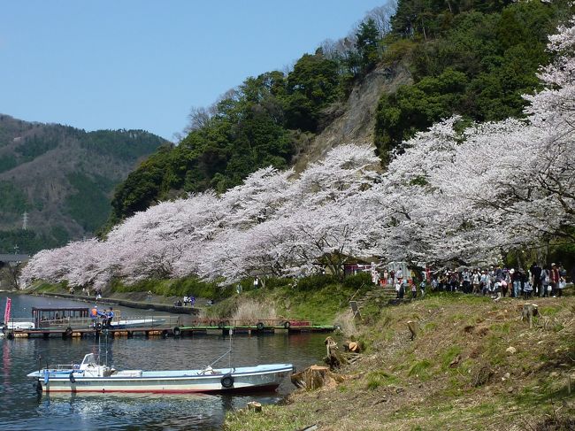 「青春１８きっぷ」を使って、「滋賀県(湖西)マキノ町海津大崎」に、日帰りで行ってきました。<br /><br />海津大崎(かいづおおさき)は桜の名所として有名です。今回は、満開の一番見ごろの時期に行くことができました(4月10日が満開初日)。<br /><br />それにしても観光客の多さには圧倒されました。土曜日だし、天気もいいし、春の18きっぷ利用期間最終日だし、多いだろうなーとは思ってたんですが、予想以上でした。