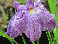 初夏の智光山公園（3）花菖蒲園、定点観測中！