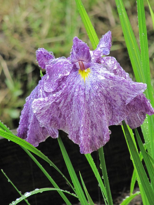 今年2010年は花の開花が去年より遅いので、去年と同じ時期に行っても見頃はまだだろうなぁと思っていました。<br />行く途中で裏の畑の花菖蒲園に寄ったときも、花はぽつぽつでしたから期待しすぎまいと思ったのですが。<br />残念！<br />記憶にある智光山公園の花菖蒲カーペットぶりはまだまだでした。<br />しかし、早咲きの花が少し咲いていましたし、水遣りの最中だったので、雨でもないのにしずくたっぷりのずぶぬれの花を撮ることができました。<br />一つの旅行記を作成するのは若干枚数は少ないですけど。<br /><br />できればこの週末にアジサイと花菖蒲の撮影をすませて、海外旅行までの残りの週末は去年のウクライナ旅行記をさっさと完成させることと、旅行の前にやるべきことやるために、花散策は手控えようと思っていたのに。<br />これは来週も行かないとダメみたいです。<br />埼玉の花の名所の本に載るような智光山公園の花菖蒲園。我が家から自転車で約50分ほど。<br />うちの近所の数少ない名の通る花の名所ゆえに、やっぱり見頃にときに撮影をしないで終わらせるのはもったいないです。<br /><br />というわけで、智光山公園の今年の花菖蒲の旅行記は、続きを作成するか、副題も表紙も変えて作りなおすか、それはまだ未定です。<br />すべて来週の週末次第。<br /><br />〈2010年の初夏の智光山公園の旅行記シリーズ構成〉<br />□（1）行くまでに見つけた初夏？の花たち＆名残りの赤いバラ園<br />□（2）見頃初めの若々しいガクアジサイ<br />■（3）花菖蒲園、定点観測中！<br />※来週次第では、ひょっとしたら続きがあるかも。<br /><br />狭山市都市緑化植物園（智光山公園）公式サイト<br />http://www.shokubutsuen.jp/<br />狭山市公園管理事務所サイトの智光山公園のページ<br />http://www.city.sayama.saitama.jp/kakuka/kensetu/kouen/hp/park/shokai/chikouzan/chikouzan.htm<br />「子供と一緒に遊びに行こう！」の智光山公園のページ<br />http://santa.cside.com/kouen/tikouzan.htm<br />「旅に行きた隊！」の智光山公園のページ<br />http://quetzal.gozaru.jp/q010/sy01.html<br /><br />※これまでの花菖蒲の旅行記<br />2009年<br />６月６日〜６月13日<br />「今年も裏の田畑の菖蒲まつり・2009」<br />http://4travel.jp/traveler/traveler-mami/album/10346904/<br />６月７日<br />「母に誘われて柴又と水元公園（3）水元公園の花菖蒲散策と、帰りに寄ったしばられ地蔵」<br />http://4travel.jp/traveler/traveler-mami/album/10345239/<br />「母に誘われて柴又と水元公園（4）水の向こうの世界で咲く花菖蒲」<br />http://4travel.jp/traveler/traveler-mami/album/10345242/<br />６月14日<br />「初夏の智光山公園で花菖蒲を」<br />http://4travel.jp/traveler/traveler-mami/album/10346927/<br /><br />2008年<br />6月14日<br />「今年も裏の畑の菖蒲まつり」<br />http://4travel.jp/traveler/traveler-mami/album/10249269/<br />６月15日<br />「本にも載っている智光山公園の花菖蒲園」<br />http://4travel.jp/traveler/traveler-mami/album/10249437/<br /><br />2007年６月15日<br />「ビーカン空の下の菖蒲たち（近所の菖蒲まつり）」<br />http://4travel.jp/traveler/traveler-mami/album/10156927/<br /><br />2006年<br />６月10日<br />「裏の田畑散策は楽しいな@その３：菖蒲園まつり」<br />http://4travel.jp/traveler/traveler-mami/album/10071649/<br />６月14日<br />「初夏の東京・花めぐりは楽しいな@その２：小岩菖蒲園」<br />http://4travel.jp/traveler/traveler-mami/album/10072755/<br />