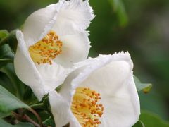 明石・観音寺の沙羅の花