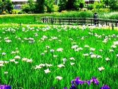 清水公園-2　花ファンタジアのハナショウブ園　☆睡蓮も華を添えて