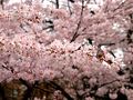 砧公園の桜