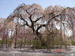 10.04.13-15桜追っかけ　その２～長福寺、龍興寺