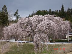 10.04.13-15桜追っ掛け　その３～棚倉　花園のしだれ桜