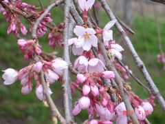 10.04.13.-15桜追っ掛け　その５～三春の滝桜