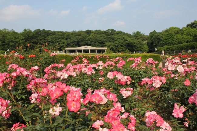 バラが見頃ということで神代植物公園に行ってきました。<br />その後深大寺門前のお蕎麦屋さんにも寄って、<br />深大寺にもおまいりしました。