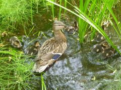 札幌・豊平公園の見本池にカモの親子連れ