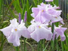 白鷺公園で花菖蒲鑑賞（大阪府堺市東区）