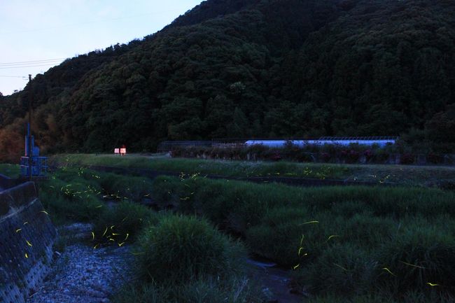 　６月初旬に市内のホタルを観に行きました。宮野ふれあい館のそばのふしの川の上流は、光が少ないのでホタルが観やすく、一の坂川周辺は商店街から歩いて５分の街中なのに結構ホタルいて不思議な感じです。<br />　山口の風物詩ですね。