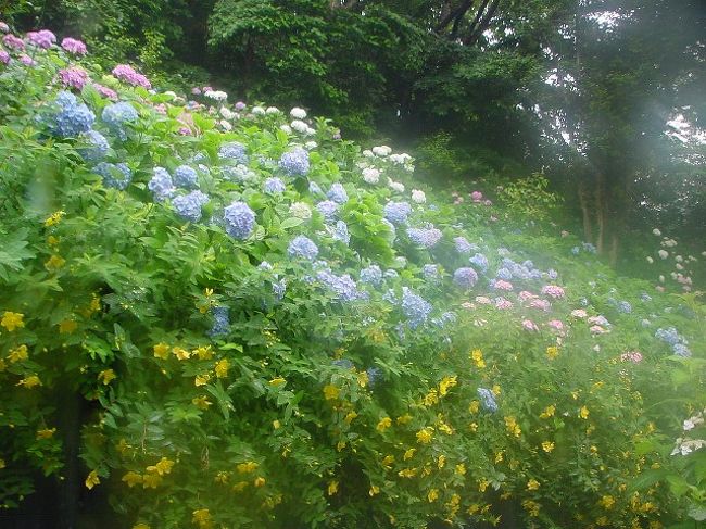 ある雨の日曜日。<br />近所を歩いていたら、雨に打たれていた紫陽花が嬉しそうだったので、そのまま鎌倉まで遊びに行くことに。<br />まずは藤沢まで小田急線で行き、そこから、江ノ電で。<br />途中、有名な「紫陽花にまみれた坂の上から鎌倉の町と海を眺める」ことが出来る極楽寺は成就院を訪れ、再び江ノ電で長谷へ。<br />長谷からは徒歩で、長谷寺、鎌倉コロッケ、高徳院で鎌倉大仏というコース。<br /><br />雨は、確かに傘さしたりで面倒なこともあるけれど、個人的には嫌いじゃない。花や草木は喜ぶし、普段は激混みなところでもかなり空くし、よいことたくさん。<br />雨の時にしか見られない表情が、また、素敵。