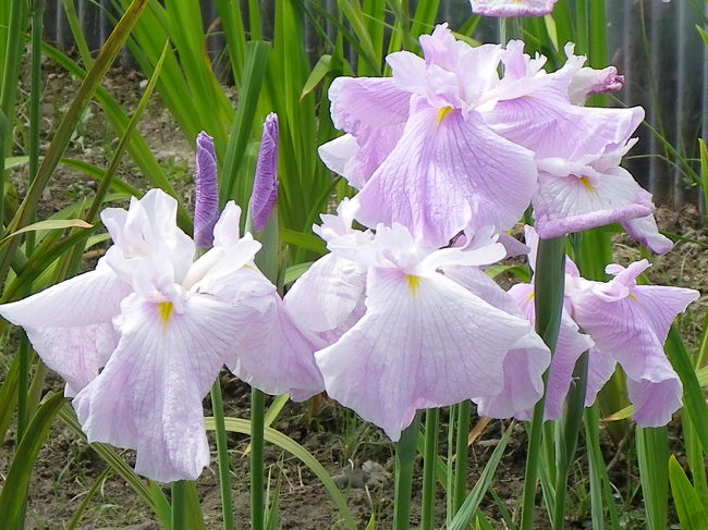 「白鷺公園で花菖蒲が見頃...」という新聞記事で見つけたスポットに行ってみました。<br />南海高野線・白鷺駅の近くにある公園なのですが、この近くの大学に通っていたJOECOOLは白鷺駅で乗り降りしていたのに、こんな公園があることはその頃は全く知りませんでした（汗）。<br /><br />このハナショウブは市制100周年にあたる平成元年に市民投票で市の花に 選ばれたのを機に公園内の雨水貯留機能を持つ修景池等に約150種、10,000株が植えられたそうです。 <br /><br />堺市営なので駐車場も入場料も無料という有難いスポットです♪<br /><br />『白鷺公園』<br />大阪府堺市東区白鷺町1丁1181-1<br />072-276-6818（原池公園事務所）<br />http://www.city.sakai.lg.jp/city/info/_kouen/jimusho/sirasagi.html<br />