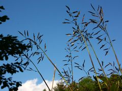 梅雨入り前に、信州(3) 乗鞍高原、池めぐり ～2010年6月～