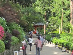 梅雨の合い間の三室戸寺のあじさい