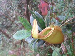 キナバル山ー４