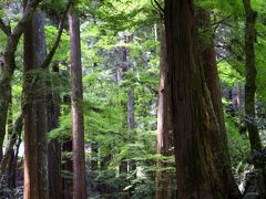 京都を歩く(60) 青葉茂る三尾へ～深山幽玄の趣き漂う世界遺産・高山寺～