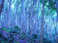 潮騒の聞こえる藪椿原生林(萩）