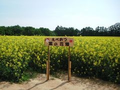 滝川へ菜の花畑を見に行ってきたぜよっヽ(･◇･´)ﾉ 