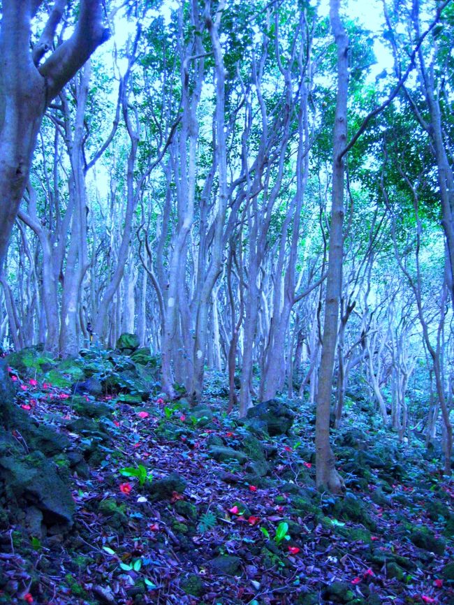 萩市笠山の北端に約２５０００本の藪椿が自生しています。３月初旬、そこに行きました。