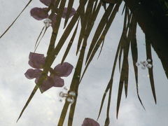 初夏の智光山公園（4）花菖蒲園、７分咲き