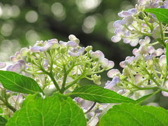 初夏の智光山公園（5）西洋アジサイ、なんとかリベンジ！？