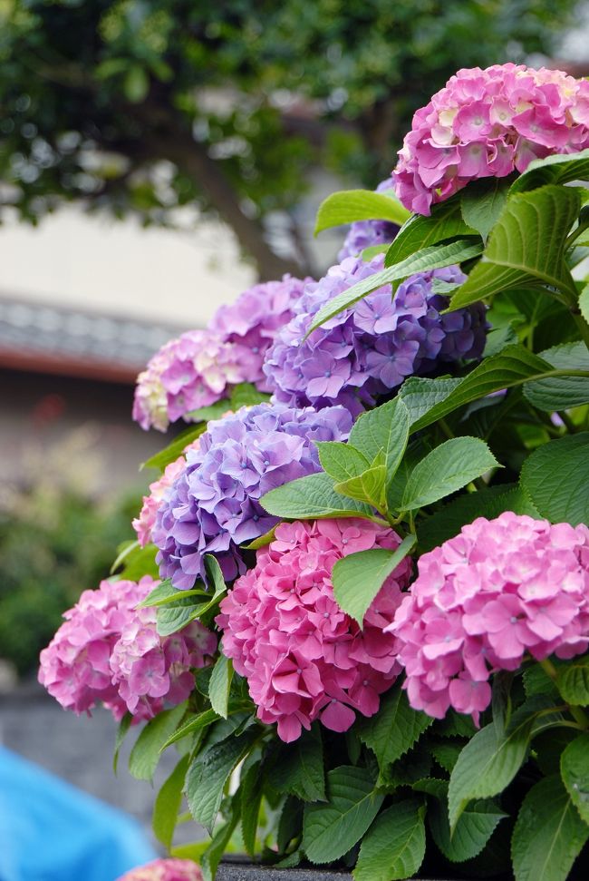 ウチの近所には、住宅地の有る一角に「紫陽花通り」があります。<br />たった一つの短い通りですが、そこに並ぶ殆どの家々には、何故か必ずと言って良いほど「紫陽花」が育てられています。<br />オカンが買い物に出る時、土手沿いの道路は狭くて危ないので、この住宅の方を歩くので、その時に発見したそうです！<br /><br />三室戸寺に出かけてから２回ほど大雨がありましたので、「花がモコモコに咲きまくっているのでは！」と思いつき、梅雨の中休みの今日出かけて来ました！<br /><br />「出かけて来た」と言っても、前の疎水の向こう側ですけどね。<br />（朝撮りの風景にある、大きな樟の辺りです）