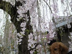 けびぞーと行く桜巡り④ 「角館武家屋敷のしだれ桜と桧木内川堤の桜」