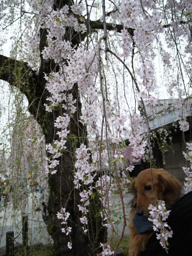 愛犬・けびぞーとの桜巡りのラストは角館へ。<br />県内きっての桜の名所，武家屋敷のしだれ桜を堪能♪＾－＾<br /><br />約４００本のしだれ桜のうち，１６２本が天然記念物指定といいますから，江戸時代に城下町として栄華を極めた街並みに歴史の深さを感じます。<br /><br />道中，けびぞーにとって最高にラッキーなことが♪＾－＾<br />それは…写真のラストをお楽しみに＠＾－＾＠