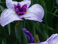 城下町岩国の花めぐり（吉香花菖蒲園）