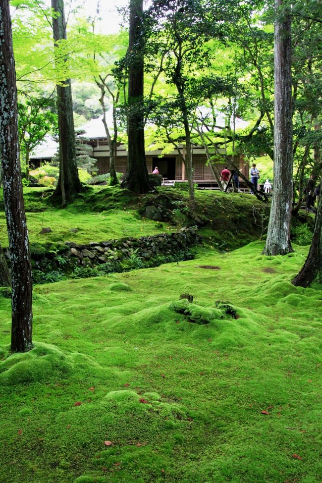 ２００８年７月から始めた京都世界遺産めぐりの旅も、いよいよ最後になりました。<br /><br />西芳寺は通称”苔寺”と言われるほど、庭園一面に絨毯のように生い茂る苔が美しい寺で、特に梅雨時が最も苔が綺麗な時期だと言われています。<br /><br />今回はそんな一番美しいと言われる時期の、しかも雨上がりの時に行くことができました。<br /><br /><br /><br />★★★★★★★★★　京都世界遺産めぐり　★★★★★★★☆　<br />http://4travel.jp/traveler/minikuma/album/10268782/<br /><br />おまけ↓↓↓<br />http://yaplog.jp/awamoko/archive/210
