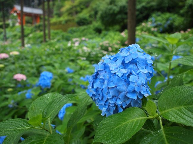 今回の旅のテーマは<br />すばり「レンタカーでこその旅！」。<br /><br />去年の京都では、あぢぃし蒸すしで<br />歩くのが地獄だった。<br />なので今回はレンタカーを手配。<br /><br />せっかくクルマがあるならば<br />普段は絶対行かないような場所を中心にと・・・・