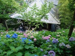 ■鎌倉アジサイ■長谷寺～成就院