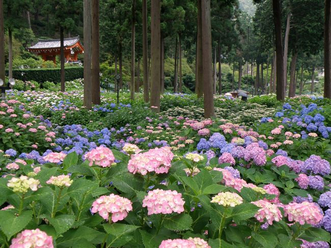 宇治市の西国観音霊場第１０番札所三室戸寺は「花の寺」としても有名で４月から５月にかけてはつつじが、６月はアジサイが咲き乱れ「つつじ寺」「あじさい寺」と呼ばれている。<br />そのアジサイがそろそろ見頃とのことで行って来ました。<br />朝から今にも降りそうな空模様だったので少しでも早く行こうと朝一番（８時３０分）に到着。<br />参拝を早々に済ませて早速あじさい園へ。<br />３０種１万株もの西洋アジサイ、額アジサイ、柏葉アジサイや幻のアジサイ「七段花」がちょうど見頃で素晴らしくまさに「あじさい寺」。ゆっくりと園内を巡ってアジサイを堪能するうちに雨が降り出し、やがて本降りになってきたので、近くには平等院鳳凰堂や万福寺など名所もあるが何度か訪れたこともあり、どこも寄らずに帰路に就いた。